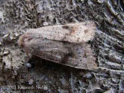 clouded drab (Orthosia incerta) Kenneth Noble